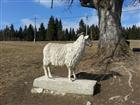 Trasa po hebeni - chov ovc 
(klikni pro zvten)