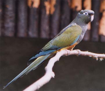 ZOO OHRADA - HLUBOK NAD VLTAVOU